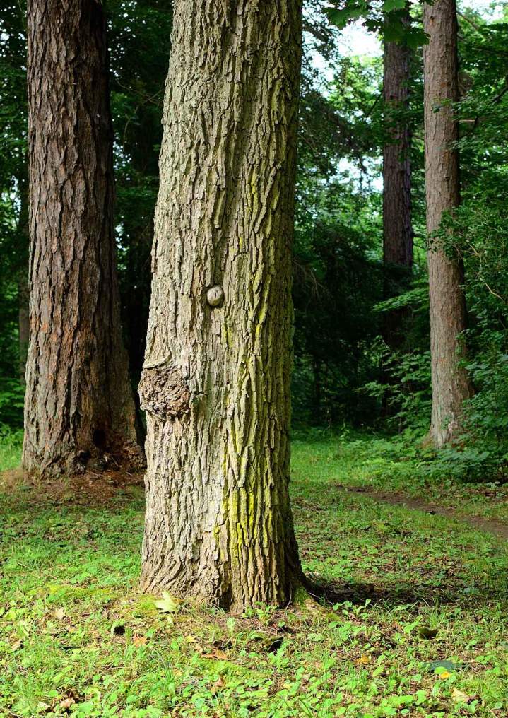 Aide gestion forestière Rouvres