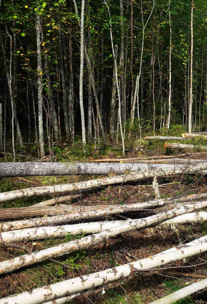 Valorisation de votre patrimoine forestier